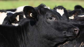 Almost Every American Who Got Sick From Dairy Was Consuming Raw Milk or Cheese<em></em>